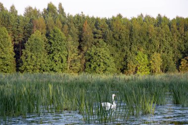 Beautiful natural landscape with a forest lake with a swan, reeds and trees. Green wildlife use as natural background. Summer nature. Environmental protection