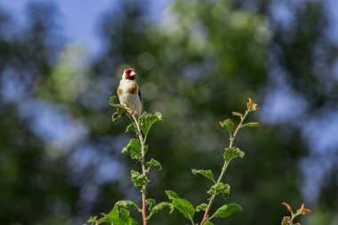 Bir ispinoz (Carduelis carduelis) kuşunun yeşil bir ağaç dalında güneş ışığı altında