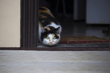 Komik, güzel bir hayvan. Tedbirli bir kedi açık kapıdan gizlice bakar..