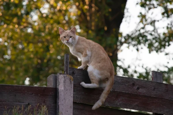 Hunter on the fence Stock Photos, Royalty Free Hunter on the fence ...