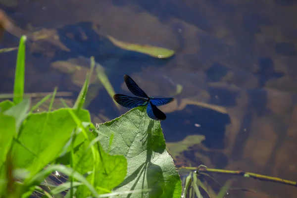 一只美丽的紫色蜻蜓 在碧绿的草叶上 在河水的衬托下 长着蓝色的翅膀 — 图库照片