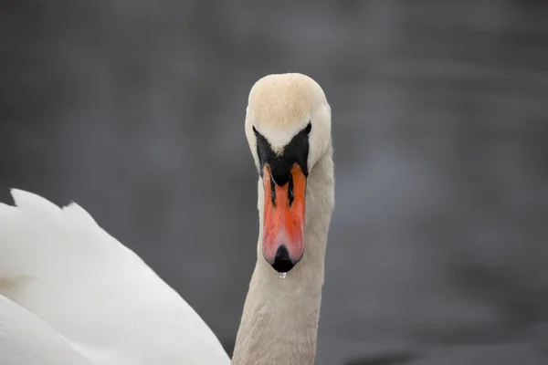 Bílá Labuť Jezeře Blízko Zepředu Vtipný Pták Podívá Kamery — Stock fotografie