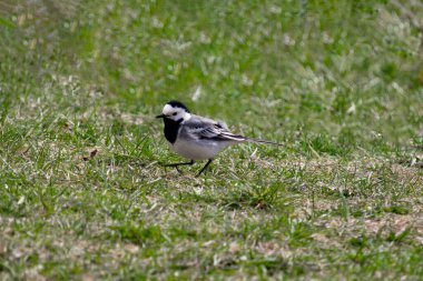 Dalgakuyruklu kuş (Motacilla alba) çimlerin üzerinde komik bir şekilde yürür. Gagası biraz aralıktır. Yeşil bitki arkaplanı.