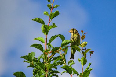 Güzel bir ispinoz kuşu (Chloris chloris) mavi gökyüzü arka planına karşı yeşil bir ağaç dalında.