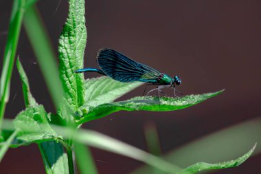 Mor kanatlı bir yusufçuk (Calopteryx virgo) yeşil çimlerin üzerindeki güneş ışığında.