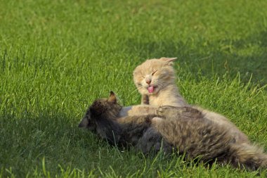 Yeşil çimlerde iki komik kedi oynuyor. Bir kedi kırmızı dilini çıkardı ve kulaklarını dümdüz etti. Komik hayvanlar..
