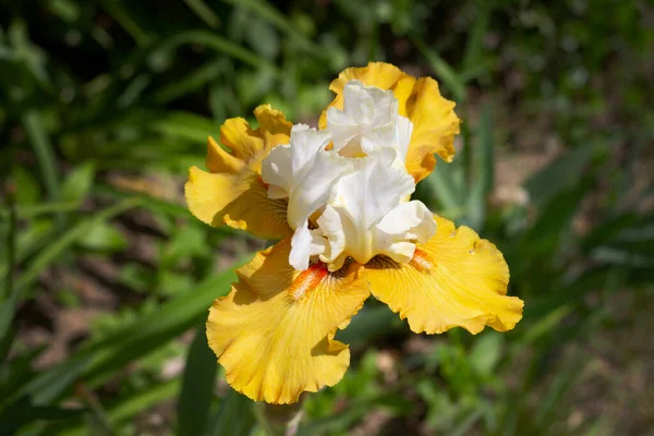 4つの花の花弁を持つ美しい黄色の白い虹彩の花のクローズアップ 休日の挨拶カードのためのストックフォト バレンタインのための挨拶 母の日 結婚式や記念日 バナーデザイン 青緑色の野菜の背景 — ストック写真