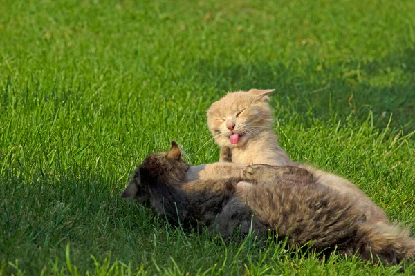 Deux Drôles Chats Jouent Sur Pelouse Verte Chat Sorti Langue — Photo