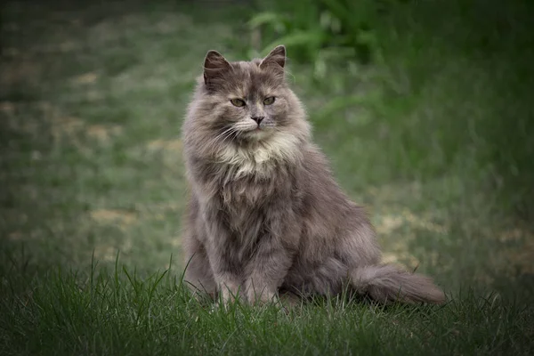 Beau Chat Gris Moelleux Aux Yeux Verts Animal Compagnie Assoit — Photo