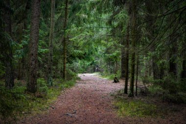 Güzel orman yolu. Karanlık peri ormanı.