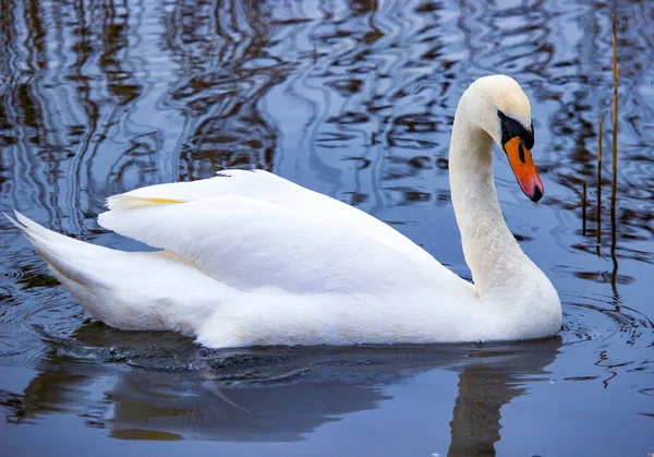 Cisne Branco Lago Pássaro Olha Para Câmera — Fotografia de Stock