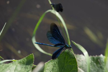 Mor kanatlı güzel mavi bir yusufçuk (Calopterygidae), nehir suyunun arka planında yeşil bir çimen yaprağının üzerinde güneş ışığında..