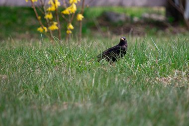 Yeşil çimenlikte bir sığırcık kuşu (Sturnus vulgaris) kameraya bakar. Bahar Avrupa doğası