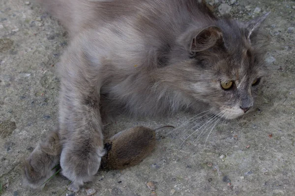 Eine Graue Katze Fing Eine Maus Eine Katze Nach Erfolgreicher — Stockfoto
