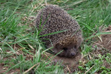 Komik bir kirpinin yakın çekimi. Vahşi bir hayvan kameraya bakar. Arka plan yeşil çimen..