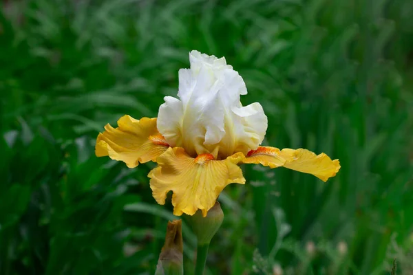 美しい黄色の白い虹彩の花のクローズアップ 休日の挨拶カードのためのストックフォト バレンタインのための挨拶 母の日 結婚式や記念日 バナーデザイン 青緑色の野菜の背景 — ストック写真