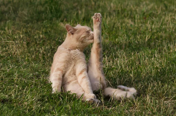 Light Cat Does Yoga Green Lawn Cat Fitness — Stock Photo, Image