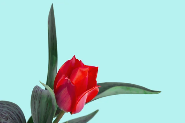 Close Beautiful Red Tulip Flower Isolated Light Background Image Holiday — Stock Photo, Image
