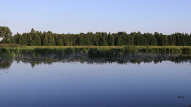 Het Spiegeloppervlak Van Het Meer Reflecteert Het Riet Het Bos — Stockvideo