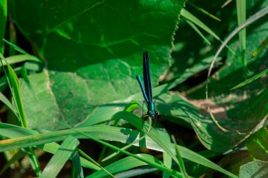 Mor kanatlı güzel mavi bir yusufçuk (Calopterygidae) yeşil bir yaprağın üzerindeki güneş ışığında