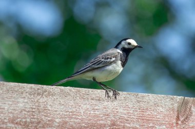 Kuyruklu kuş (Motacilla alba) dinleniyor. Bulanık yeşil arkaplan.
