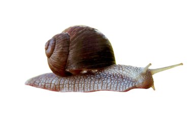 Salyangoz beyaz bir arka planda izole edilmiştir.