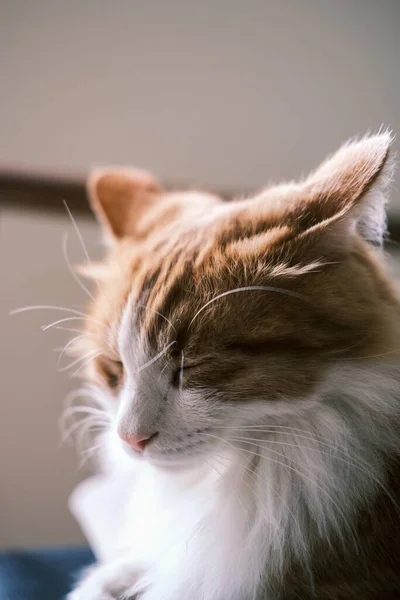 Seekor Kucing Dengan Mata Tertutup — Stok Foto