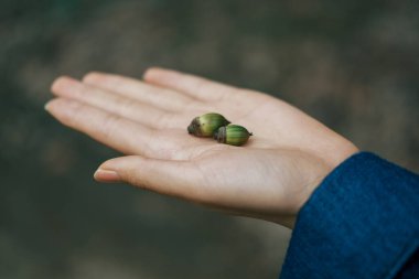 Bir meşe palamudunu tutan