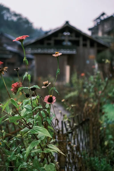 Kulübenin önündeki bahçe.