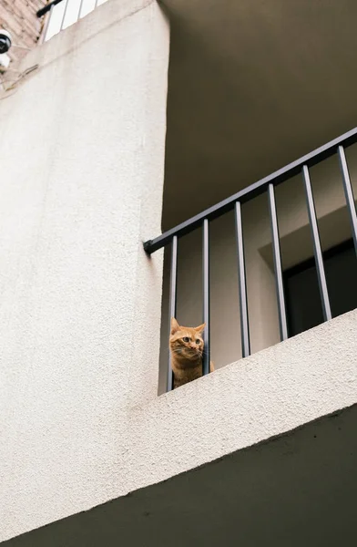Cat Hiding Upstairs — Stock Photo, Image