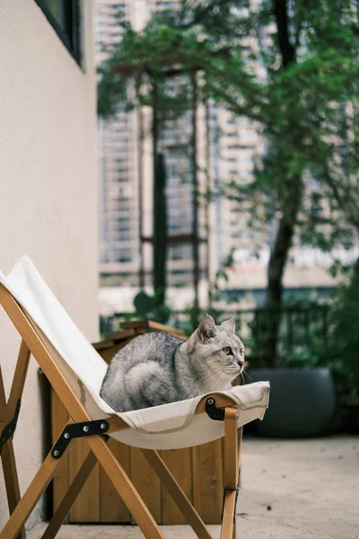 Cat Lying Chair — Stockfoto