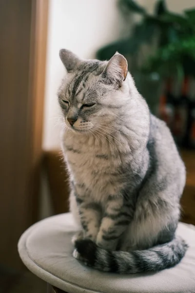 Cat Sitting Stool — Stockfoto