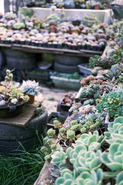 庭の花は — ストック写真