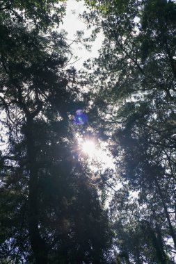 Ormandaki güneşin yakın çekimi.