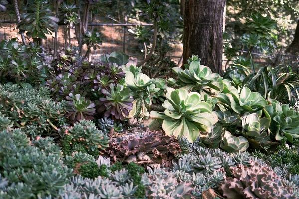 Close Succulent Plants Garden — Stock Photo, Image