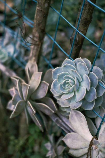 Close Succulent Plants Garden — Stock Photo, Image