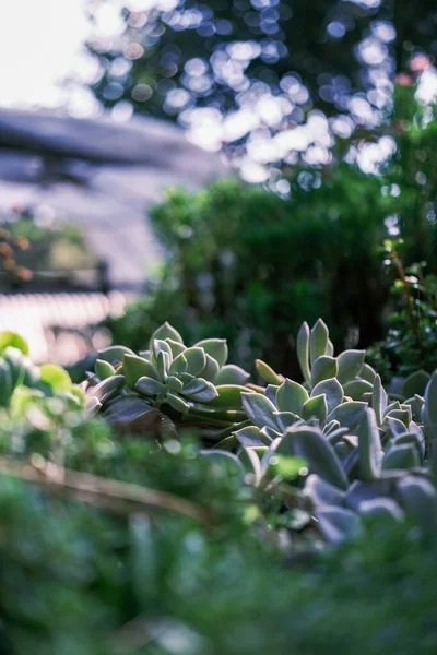 庭の多肉植物のクローズアップ — ストック写真