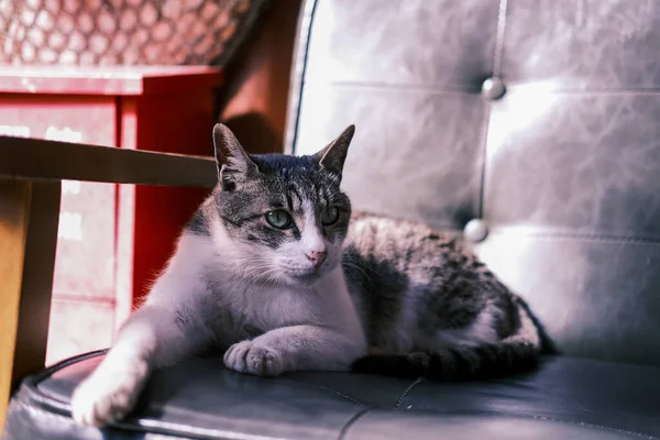 Eine Katze Auf Dem Sofa Liegend — Stockfoto