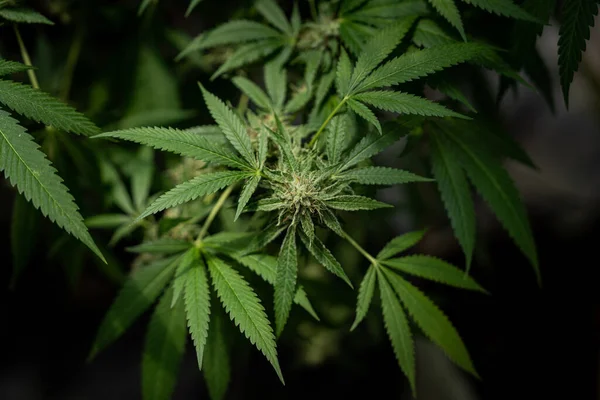 Close up photo of marijuana plants at indoor cannabis farm field. Hemp plants used for CBD and health.