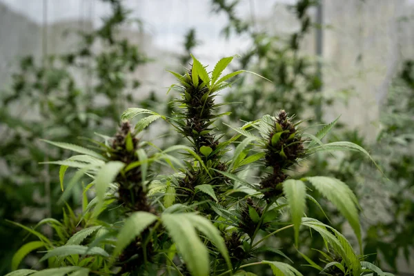 Close up photo of marijuana plants at indoor cannabis farm field. Hemp plants used for CBD and health.