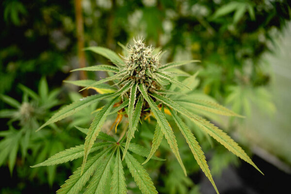 Close up photo of marijuana plants at indoor cannabis farm field. Hemp plants used for CBD and health.