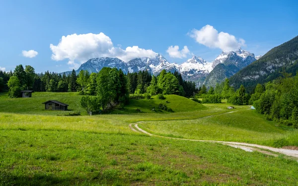 Idyllic alpine landscape, blooming meadow with snow-covered mountains in the background, Lofer, Salzburger Land, Austria — Stock Photo, Image