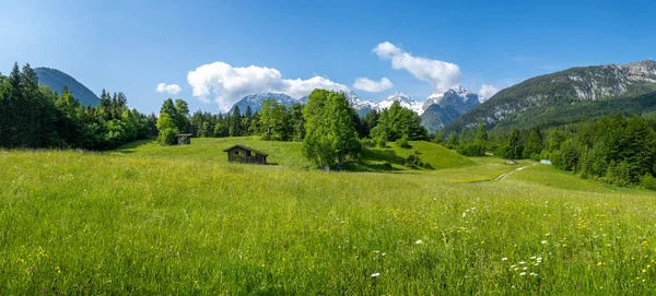 Idylliczny alpejski krajobraz, rozkwitająca łąka ze śnieżnymi górami w tle, Lofer, Salzburger Land, Austria — Zdjęcie stockowe