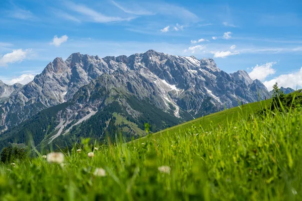 Zielona letnia łąka przed słynnym pasmem górskim Hochkoenig, Salzburg, Austria — Zdjęcie stockowe