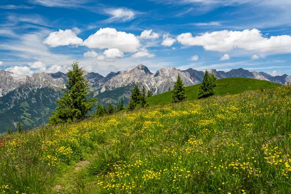 Summer flower meadow in front of the Steinerne Meer and Hochkoenig, Maria Alm, Salzburg, Austria — Zdjęcie stockowe