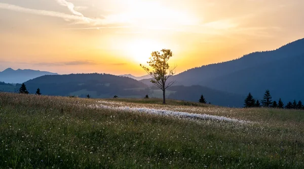 Mountain meadow with tree in sunset, Unken, Pinzgau, Salzburger Land, Austria — стоковое фото