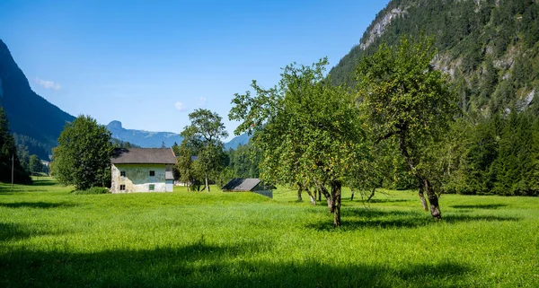 Peisaj de vară cu pomi fructiferi, Unken, Pinzgau, Salzburger Land, Austria — Fotografie, imagine de stoc