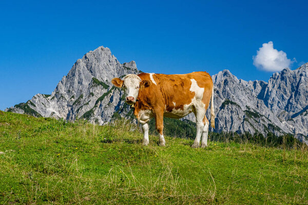 Young cow stands on an alpine meadow in front of the Reiter Steinberge in the beautiful Salzburger Land, Austria, Europe