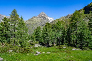 Doğu Tyrol, Tyrol, Avusturya ve Avrupa 'daki Idyllic yaz manzarası