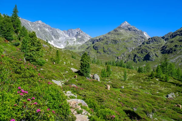 東チロル、チロル、オーストリア、ヨーロッパの牧歌的な山の風景の中にハイキングコース — ストック写真